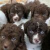 Sono nati 8 cuccioli di una razza di cane quasi scomparsa
| Vanity Fair Italia